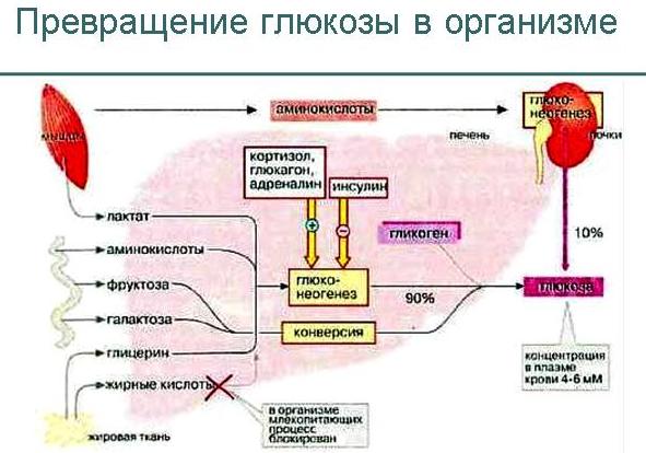Где находится глюкоза